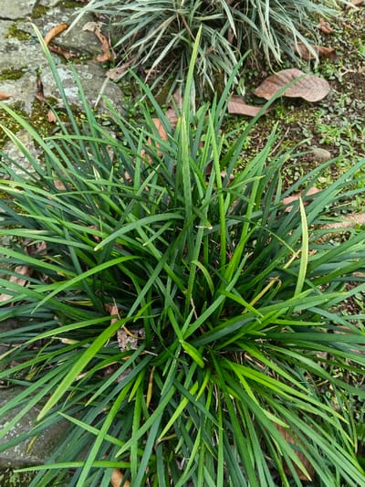 A close-up, overhead perspective captures a dense cluster of dark green, strap-like foliage with pointed tips, occupying the majority of the frame. The leaves exhibit various shades of green, with some individual leaves showing lighter green or yellowish tinges, particularly at the tips. In the upper left background, irregular grey stones, partially covered with moss and lichen, are visible. To the upper right background, a second plant with thinner, variegated light green and whitish-striped leaves is partially obscured. The ground in the background consists of dark brown soil, interspersed with fallen, decaying brown leaves and minimal patches of sparse green ground cover. No individuals, animals, or man-made objects are present. The scene is an outdoor setting located in the city of Trairão, Brazil.