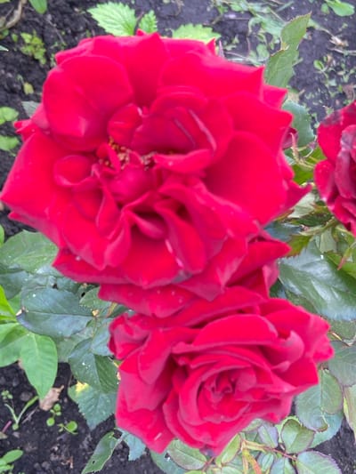 This media file is a close-up, overhead shot of several red roses in a garden. The focus is on the blooms and their velvety petals, with some green leaves and dark soil visible in the background. The roses are a deep, rich red, with some of the petals appearing slightly darker at the edges, suggesting a mature bloom or perhaps a slight shadow. The overall impression is one of vibrant color and natural beauty. There are no people or text visible in the image. The lighting suggests it could be daytime, likely outdoors in a garden setting. The specific location mentioned, Mrakovo, Russia, provides geographical context, indicating the roses are likely in a temperate climate. The image captures a moment of stillness, highlighting the intricate details of the flowers.