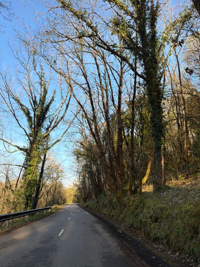 A road winds through a forest in Parres, Spain. The trees, mostly bare-branched, reach towards a clear blue sky. Some are covered with green vines. Above the road, a pair of shoes hangs suspended from a tree branch. The road itself is paved and marked with a dashed white line. A metal guardrail runs alongside the road in the foreground. The scene is bathed in natural light, suggesting a sunny day.