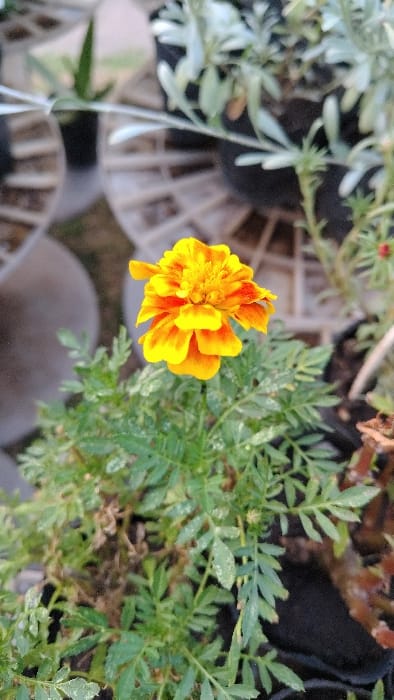 A vibrant, orange and yellow marigold flower blooms amidst a collection of potted plants. The marigold's petals are slightly ruffled, catching the light. Lush green foliage surrounds the flower, contrasting with the plant's earth-toned pot. A pale green plant with silver-toned leaves sits to the left, in a pot placed on what appears to be a circular, weathered surface. The composition is a close-up, giving a sense of intimacy and showcasing the flower as the focal point.