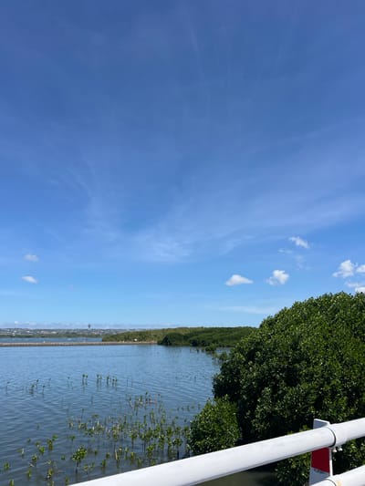 The image shows a body of water with numerous small plants growing in it, possibly a mangrove or seedling nursery. In the background, a distant coastline is visible, lined with buildings and lush green trees. A prominent structure resembling a tower or silo stands against the horizon. The foreground features a white railing, suggesting the vantage point is from a bridge or boardwalk. The sky is a clear blue with scattered white clouds. This scene is located in the south of Denpasar, Bali, Indonesia, likely in an area dedicated to mangrove conservation or rehabilitation.