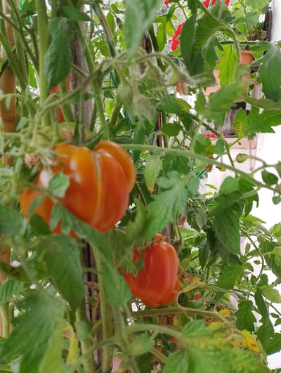 In Rivodutri, Italy, a tomato plant with ripening fruits is visible. The plant is supported by a thin wooden stake. Several tomatoes, in various stages of ripeness and in different shapes, are attached to the branches, some showing a deep orange or red hue. Lush green leaves surround the tomatoes. The background is blurred but suggests an outdoor setting, possibly a balcony or garden, with glimpses of other plants and structures.