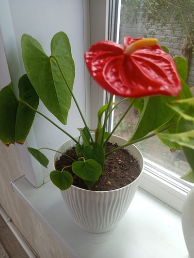 An anthurium plant in a white ribbed pot sits on a white windowsill. The plant has large, dark green, heart-shaped leaves and a bright red spathe with a yellow spadix. The window behind the plant looks out onto a brick wall and some trees. The windowsill is clean and appears to be made of plastic. The room is well-lit, likely from natural light coming through the window. This scene is likely indoors, possibly in a home or office, in the city of Kenjekol, Kazakhstan.