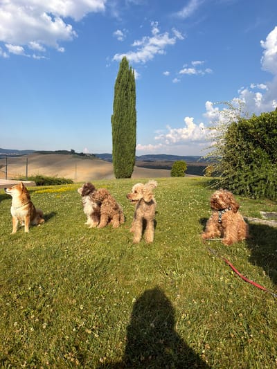 Four dogs are sitting on a grassy lawn in front of rolling hills under a blue sky with scattered clouds. From left to right, the first dog is a Shiba Inu, the second is a small fluffy dog, the third is a poodle, and the fourth is another poodle. In the background, a tall, slender cypress tree stands prominent, with a fence and part of a building to the left. The landscape appears to be rural, with agricultural fields and some scattered trees on the distant hills. The lighting suggests it is daytime, likely late afternoon or early morning, with long shadows cast on the grass. The scene is situated in the Tuscan countryside, near Asciano, Italy, known for its characteristic rolling hills and cypress trees.