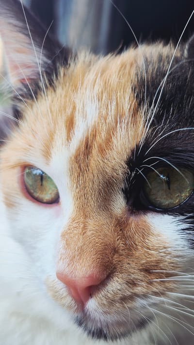 The media file is a close-up, eye-level shot of a calico cat's face, captured in a studio or indoor setting. The cat's fur displays a distinct pattern of white, orange, and black patches. Its nose is a soft pink, and its whiskers are long and white, some appearing slightly out of focus due to the shallow depth of field. The cat has striking green eyes with intricate patterns visible within the irises. One eye is more prominently in focus, showing reflections of what appears to be lighting equipment. The other eye is slightly softer in focus. The background is a dark, out-of-focus blur, suggesting artificial lighting conditions rather than natural daylight. The overall mood conveyed is one of intense focus and perhaps curiosity, as the cat gazes directly towards the camera. There is no visible text in the image. The location context provided is Ialoveni, Moldova, but this specific detail cannot be visually confirmed from the image itself.