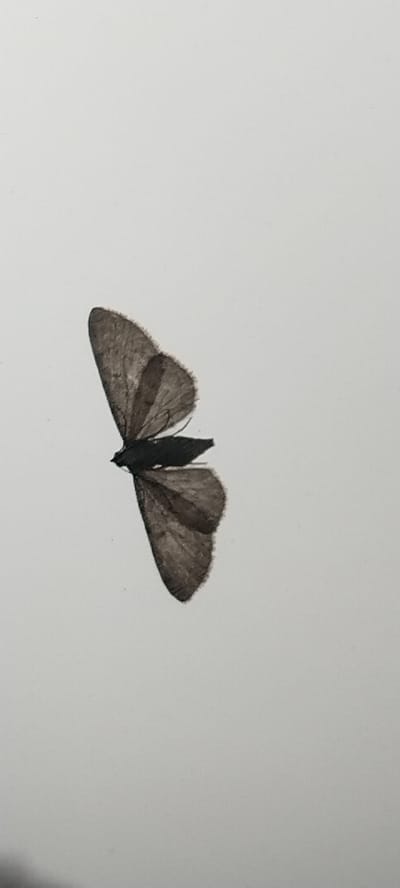 The image displays a single, dead moth against a plain white background. The moth is dark brown with textured wings and a segmented body. It is positioned horizontally, with its wings spread outwards. The moth is lying flat on the surface. There are no other objects or living beings present in the image. The scene is devoid of any environmental context or location details, including any connection to Volchansk, Russia.