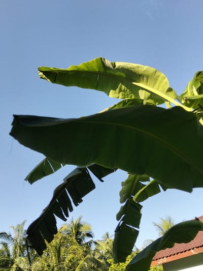 A low-angle shot captures vibrant green banana leaves against a clear blue sky. The leaves, some partially torn, fill the frame, with a building roofline and hints of other trees visible in the lower part of the image. Sunlight casts shadows and highlights the textures of the leaves.