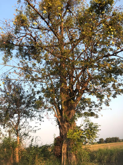 An outdoor, low-angle, full shot captures a large tree with many pods hanging from its branches in Keboguyang, Indonesia. The tree has a thick, textured trunk, with some smaller trees and vegetation growing around its base. The pods are oval-shaped and appear to be a light green or yellowish color. The background shows a clear sky with a hint of sunset colors, and a field of golden grass or crops. There is a power line visible above the trees. The scene is bathed in warm, natural light, suggesting it was taken during the late afternoon or early evening.
