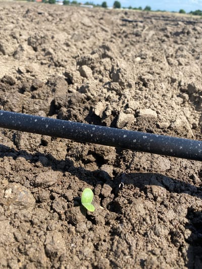 A close-up, low-angle shot captures a newly sprouted seedling pushing through dark, clumpy soil in a field located in Kurtovo Konare, Bulgaria. A black irrigation tube runs horizontally across the foreground, casting a distinct shadow on the ground. The soil is rough and uneven, indicating recent tilling or preparation for planting. In the background, the field stretches out, with a blurry horizon line suggesting trees and possibly distant buildings under a bright, clear sky. The overall scene evokes a sense of early growth and agricultural activity.