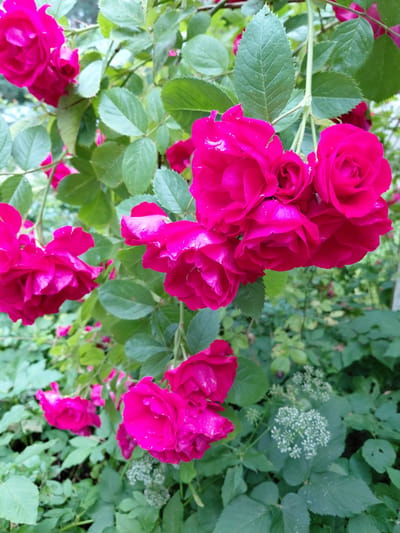 The image depicts a cluster of vibrant pink roses in full bloom, set against a backdrop of lush green foliage. The roses are a deep fuchsia color, with many delicate petals and some small water droplets visible on their surfaces, suggesting recent rain or dew. The leaves are a healthy green, some with serrated edges, and are characteristic of a rose bush. The background is a dense mix of green leaves and stems, with some softer, out-of-focus greenery suggesting a garden or natural setting. In the lower right portion of the image, there is a small cluster of tiny white flowers, possibly from another plant interspersed with the roses. The overall impression is one of natural beauty and abundance. The image was taken in Inčukalns, Latvia, suggesting this scene is located within the municipality of Inčukalns, known for its natural landscapes and parks.