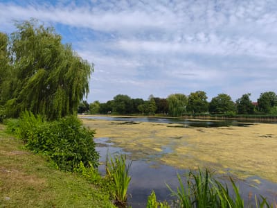 A wide shot captures a serene natural landscape bordering a city. In the foreground, lush green grass and vegetation line the edge of a dark body of water, its surface partially covered with a bright yellow, algae-like growth. Tall, reed-like plants emerge from the water near the bank. To the left, a large weeping willow tree with its characteristic drooping branches dominates the scene. Beyond the water, a dense line of trees forms a natural barrier, with glimpses of buildings peeking through in the distance. The sky above is a clear blue, dotted with fluffy white clouds. The location is the Bismarck Sanctuary (Bismarck-Moor) in Stendal, Germany, an area known for its wetlands and natural beauty, offering a tranquil escape within the city.