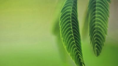 The image is a close-up, macro photograph of two delicate green leaves. The leaves are long and slender with prominent parallel veins. They appear to be part of a larger plant, possibly hanging or extending from a branch. The background is a soft, blurred gradient of lime green to a lighter, yellowish green, suggesting an outdoor natural setting, possibly with sunlight filtering through. There are no people, buildings, or any other objects that would indicate an urban environment or the city of Ghafurov, Tajikistan. The focus is entirely on the natural texture and color of the leaves.