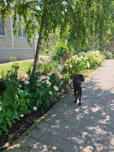 A black dog walks on a paved pathway in a residential area in Loris, Russia. The pathway is bordered by a garden with flowering bushes and trees, casting dappled shadows from the sunlight filtering through the leaves. A building with textured walls and windows is visible on the left side of the image, with a patch of green grass in front of it. The overall scene depicts a sunny day in a suburban environment.