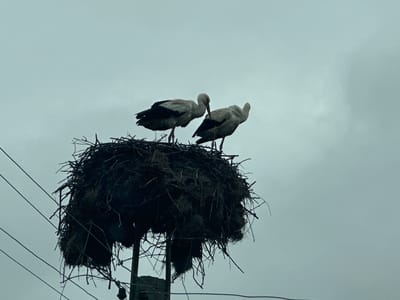 Two white storks with black wing tips stand in a large, dark nest constructed on top of a utility pole. The nest appears to be made of sticks, mud, and possibly other nesting materials. Power lines run near the nest. The sky is overcast. This image depicts a scene in the city of Choba, Bulgaria.