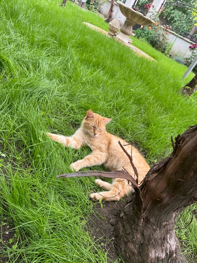 In Daskal-Atanasovo, Bulgaria, an orange domestic cat is observed lying on its side, eyes closed, on lush green grass. The cat is positioned in the lower-middle frame, near the base of a dark, textured tree trunk on the right. Its fur is predominantly ginger with lighter cream areas, and its front paws are extended forward into the grass. The ground consists of tall, verdant grass blades, interspersed with patches of dark soil and some small clover-like plants. In the mid-ground, a stone birdbath or fountain with an ornate base is visible, situated on a slightly elevated area. Beyond this, a dark wrought-iron fence or gate abuts a light-colored wall, bordered by various green shrubs and flowering plants displaying red and orange blossoms. The scene is illuminated by natural daylight.