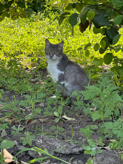 A grey and white cat sits on the ground in a shaded area surrounded by lush green foliage and soil. The cat is looking directly at the camera with yellow eyes. The background consists of more green plants and sunlight filtering through tree branches. The scene appears to be outdoors, possibly in a garden or natural setting within Hîrbovăț, Moldova.