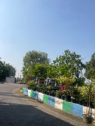 The image depicts a pathway in Anggaswangi, Indonesia, bordered by a low, painted concrete wall adorned with blue, white, and green horizontal stripes. This wall supports a row of potted plants, including flowering bougainvillea with bright pink and yellow blossoms, and various green leafy plants. A dark metal railing runs along the top of the wall, with a brown wooden panel visible on the left side of the railing. Beyond the railing, a person is seated on a bench. The pathway itself is paved with dark grey interlocking bricks and is partially shaded by the bright sun. In the background, several large, mature trees with lush green foliage are present. To the left, a large white board or sign is leaning against a structure. Overhead, the sky is a clear, pale blue. The overall scene suggests an outdoor public space with decorative landscaping.