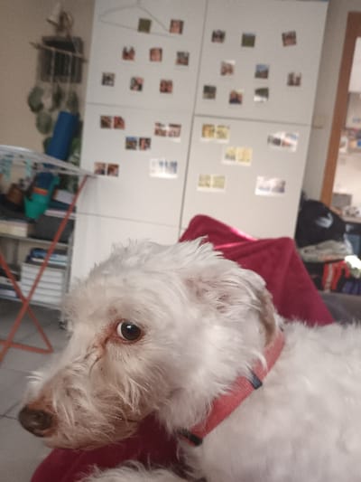 A white, shaggy-haired dog with brown eyes and a red collar is depicted in a close-up, slightly off-center view, looking towards the left side of the frame. The dog rests on what appears to be a red blanket or fabric. The background reveals an indoor setting, likely a residential interior in Libramont, Belgium. Behind the dog, a large white cabinet or wardrobe is visible, adorned with multiple small, rectangular photographs or magnets. To the left, a reddish-orange metal drying rack or shelving unit holds various items, including folded clothes and what appears to be a blue yoga mat. Further left, a wall-mounted hook system with hanging green objects and a metal basket is partially visible. The right side of the background shows a blurred section of what may be a doorway or another room, with stacked items in a dark bag or container.
