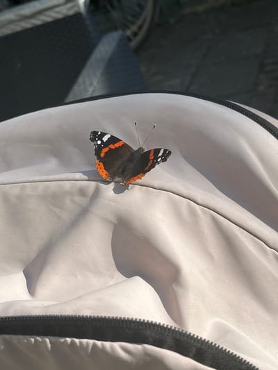 A close-up shot shows a Red Admiral butterfly resting on a light-colored, textured fabric. The butterfly's wings are predominantly black with striking orange and white markings. Its antennae are visible, extending forward. The fabric appears to be part of an article of clothing, possibly a jacket, with a visible zipper running along the right side of the frame. Sunlight casts distinct shadows across the fabric, indicating it is daytime, likely outdoors. The background is dark and out of focus, hinting at a natural setting such as foliage or a shaded area. The image was taken in Nijmegen, Netherlands.
