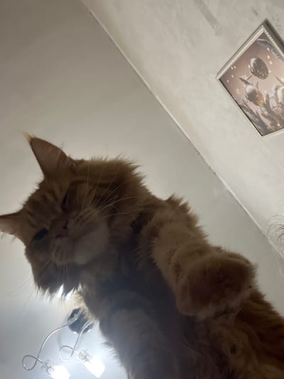 An orange tabby cat is captured in a low-angle shot, looking down from above. The cat's fur is fluffy and appears to be ginger or marmalade in color. Its eyes are partially closed, and its head is tilted, giving it a curious or slightly mischievous expression. One of the cat's front paws is extended towards the camera, showing its claws.
In the background, the ceiling is visible, with a corner leading to a wall. On the wall, a framed picture hangs, depicting what appears to be a winter scene with ornaments or baubles on a branch, dusted with snow. There are also two modern-looking light fixtures attached to the ceiling.
There is no information about the location in the city of Markova, Russia, provided in the image itself or the crops.