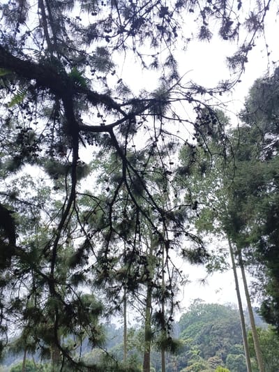 A close-up view gazes upwards through a dense network of pine branches laden with cones. The branches intertwine, creating a dark silhouette against a pale, overcast sky. Below, slender tree trunks ascend into the canopy, surrounded by lush green foliage covering the distant hills. The scene evokes a serene natural environment within a forest setting.