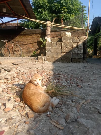 The image captures an outdoor scene in Jumput, Indonesia. In the foreground, an orange tabby cat is lying on rough, rocky ground. The cat is curled up, with its head slightly raised and looking towards the viewer. Behind the cat, a stack of large, weathered concrete blocks is visible, illuminated by harsh sunlight. To the left of the concrete blocks, a brick wall is present, with an old, rusty red bicycle leaning against it. Above the wall and blocks, dense green foliage from trees can be seen against a clear blue sky. Part of a corrugated metal roof structure is also visible in the upper left corner, supported by bamboo poles. The overall environment appears to be a somewhat unkempt outdoor area, possibly a backyard or alleyway, with scattered debris and vegetation.