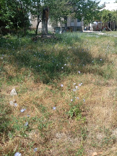 The image captures a sunlit outdoor scene in a rural or semi-rural area, possibly within the city of Kızıl-Bel, Kyrgyzstan. The foreground is dominated by dry, brown grass interspersed with scattered green vegetation and small, light blue flowers. A large, weathered tree trunk, possibly a remnant of a fallen tree, stands prominently in the mid-ground amongst foliage. Behind the grassy area, a simple, light-colored building with a white-trimmed roof and an awning is visible. Several individuals are present near the building, with some seated under the awning and others appearing to be children playing. Laundry hangs on a line near the building, suggesting domestic activity. Trees with dense green foliage frame the upper left portion of the image, casting shadows on the ground. The overall impression is one of a simple, lived-in environment on a bright, clear day.