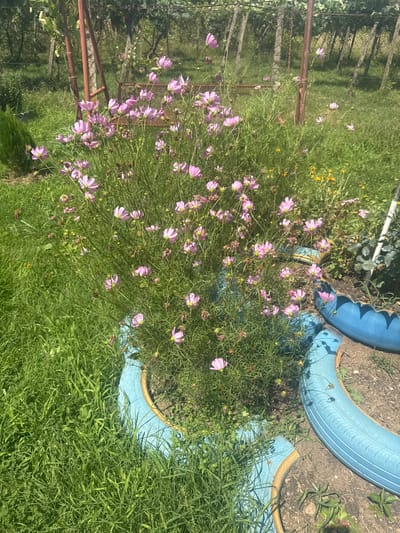 In the city of Savane, Georgia, a garden bed is constructed from blue-painted tires. The garden bed is filled with soil and features a dense growth of pink cosmos flowers. Surrounding the garden bed is lush green grass and a chain-link fence with wooden posts, suggesting a rural or suburban setting. The sky above is clear and bright, indicating a sunny day.