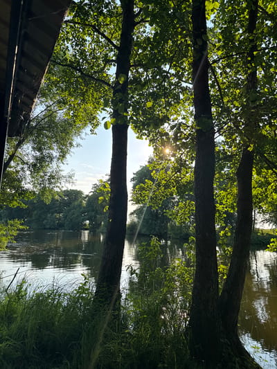 The image depicts a tranquil natural scene with a focus on a body of water, likely a river or lake, surrounded by lush greenery. Three prominent trees with rough bark and dense foliage stand in the foreground, their leaves illuminated by sunlight filtering through them. The sun, partially obscured by the trees, casts a warm glow and creates a sunburst effect. The water's surface is calm, reflecting the surrounding trees and the sky, with ripples suggesting a gentle current. Tall green grass and other vegetation grow along the water's edge in the foreground, adding to the wild, untamed feel of the environment. In the background, a dense line of trees forms a natural border along the far bank of the water. The sky is a light blue with scattered white clouds. The overall impression is one of peacefulness and natural beauty. The location is identified as Борискино, Russia, suggesting a rural or semi-rural setting within the city's broader administrative area. There are no visible people, animals, or man-made structures other than a hint of what appears to be a wooden overhang or roof on the far left edge of the frame, possibly part of a small shelter or building.