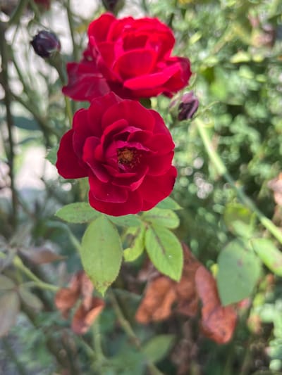 A close-up, vertical shot captures a vibrant red rose in sharp focus, its petals unfurling to reveal a cluster of yellow stamens at its center. Two other red roses, slightly blurred, are visible behind it, along with a dark, unopened bud to the left. The foreground is dominated by the rose and its green leaves, some of which show subtle reddish-brown spots. The background consists of a soft bokeh of green foliage, suggesting an outdoor setting. The scene is devoid of any human presence or activity, offering a still-life of natural beauty. The image does not contain any visual cues to indicate its location in Kostek, Russia, or any other specific geographic area.