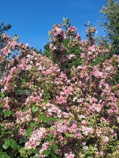 A dense bush of weigela with pink and white flowers is in full bloom against a bright blue sky in the city of Yutsa, Russia. The bush is overflowing with delicate, trumpet-shaped flowers, interspersed with variegated green and white leaves. Some of the flowers are fully open, revealing their intricate centers, while others are still in bud. A black metal fence is partially visible behind the bush, suggesting it is in a garden or park setting. Lush green trees can be seen in the background, contributing to the vibrant, natural scene. The overall impression is one of abundant springtime growth and natural beauty.