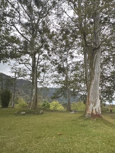The image shows a landscape in Naolinco de Victoria, Mexico, featuring a grassy field and several trees with mottled bark. The trees are partially obscuring a view of distant mountains. The sky is overcast.
