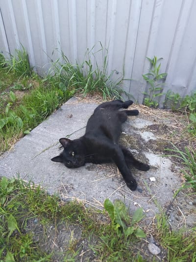 A black cat is lying on its back on a concrete slab, with its legs splayed out. The cat is facing towards the camera, with its eyes open and looking directly at the viewer. The cat's fur is short and sleek, and its body is lean and muscular. The concrete slab is cracked and weathered, and it is surrounded by grass and weeds. In the background, there is a gray corrugated metal fence. The scene appears to be in an outdoor urban setting, possibly in the city of Vasylkiv, Ukraine, given the stylistic similarities of such fences in the region.