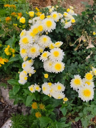In Ylay-Talaa, Kyrgyzstan, a cluster of white and yellow chrysanthemums is in full bloom. The flowers are densely packed, with many white petals surrounding bright yellow centers. Some buds are also visible, hinting at further blooms. The background is a blur of green foliage and a hint of brown earth. The image captures a close-up view of the flowers, with the soft focus drawing attention to their delicate beauty. The overall impression is one of natural vibrancy and growth.