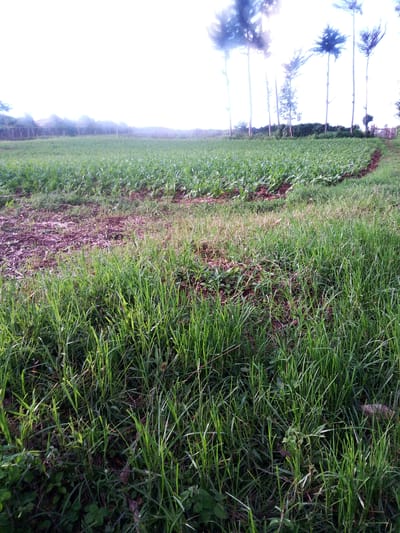 The image depicts a field in Bibirioni ward, Kenya. In the foreground, there is tall green grass. Beyond the grass is a cultivated field of leafy green crops, likely young maize or similar plants, extending across the frame. A border of soil or bare ground separates the grass from the cultivated area. In the background, thin trees stand along the edge of the field. The sky is bright and slightly hazy. There are no people visible in the image. The scene suggests an agricultural setting, possibly early morning or late afternoon, given the soft lighting.