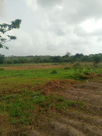 The image displays an agricultural landscape in Adzho, Nigeria, observed under an overcast, light gray sky. The foreground comprises an uneven terrain of light brown soil on the right, showing depressions and small mounds, while the left features mixed patches of green ground cover and drier, light brown vegetation. A thin, dark brown stake protrudes vertically from the ground slightly left of center. The midground reveals a cultivated area with vibrant green, low-growing plants, behind which lies a lighter brown field containing numerous uniformly spaced, slender vertical poles. Further back, a dense row of taller green plants, consistent with banana or plantain trees, marks a transition to the background. The horizon is defined by a dense, irregular line of varied green trees and foliage, beyond which the land appears to rise gently under the uniform cloud cover. No individuals, animals, or structures are visible within the frame.