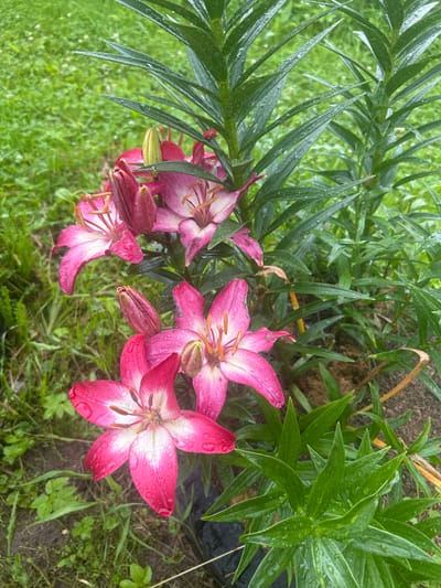 The image depicts a close-up view of several pink lilies in a garden setting, likely in the city of Вишенка Снт, Russia. The lilies are in various stages of bloom, with some fully open and others still in bud. The petals are a vibrant pink with white centers and are dotted with water droplets, suggesting recent rain. Dark green, lance-shaped leaves surround the flowers, also glistening with moisture. The background consists of out-of-focus green grass, indicating an outdoor environment. The lighting appears overcast, typical of a rainy day. There are no people or animals visible in the frame. The composition focuses on the natural beauty of the flowers and their lush foliage.