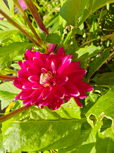 This is a close-up, eye-level, vertical outdoor photograph of a vibrant fuchsia-pink dahlia flower in full bloom. The flower is centrally located and takes up a significant portion of the frame. Its petals are layered and have bright yellow centers. The edges of the petals are subtly tipped with white. Surrounding the dahlia are lush, green leaves, some of which show signs of being eaten, with irregular holes. The stems of the plant are visible, appearing thick and reddish-brown. In the background, other green foliage and hints of other flowers, one appearing pink, are visible, along with dappled sunlight filtering through the leaves. The image was captured in the city of Nieuw-Vennep, Netherlands.