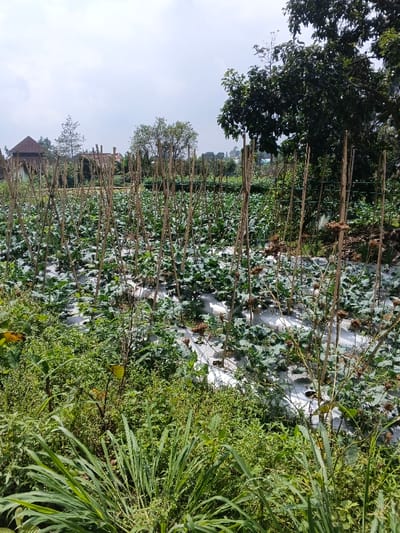 The image captures an outdoor agricultural landscape, likely a farm or extensive garden, under a bright, partly cloudy sky. The scene is characterized by active cultivation.

In the immediate foreground, a dense array of uncultivated green foliage, including tall grasses and various plants, forms a natural barrier, partially obscuring the view into the main field.

The midground showcases a structured farming area. Rows of leafy green crops are visible, planted in soil that is covered by white plastic mulch film. This film runs across the entire field, with the crops emerging through openings in the sheeting. Numerous slender wooden or bamboo stakes are driven vertically into the ground, interspersed throughout the crop rows, suggesting support structures for climbing plants. Among the vibrant green foliage, some dried, brown plant stalks are also present, indicating either a different plant type or a stage of the growing cycle.

In the background, a cluster of trees with dense, dark green canopies can be seen, partially obscuring distant details. Beyond the trees, glimpses of buildings with reddish-brown roofs are visible, suggesting nearby residential or agricultural structures within a rural or semi-rural setting.

The time of day appears to be daytime, with ample natural light, though the sky has a hazy or slightly overcast quality. The scene evokes a sense of peaceful, productive rural life. No human activity is directly visible, but the organized planting and use of mulch and stakes indicate ongoing agricultural work. There is no visible text in the image. The environment and farming methods are consistent with those found in regions like Kainantu, Papua New Guinea.