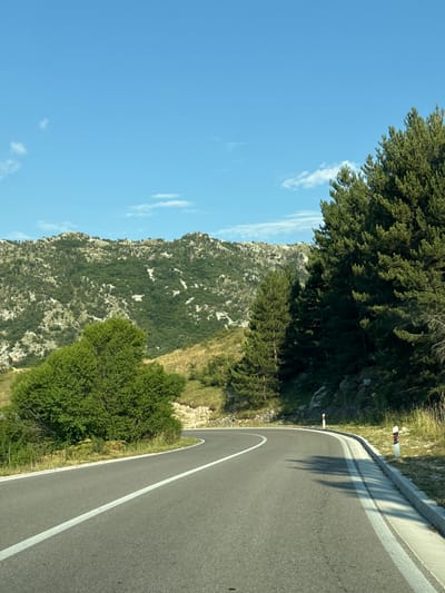 The image depicts a winding asphalt road with a white line marking the lanes, curving to the right. On the left side of the road, a lush green tree stands out against a backdrop of a tree-covered mountain range with rocky outcrops. The right side of the road features a concrete curb and grass, with several red and white striped road markers visible. Tall pine trees line the right edge of the road, casting shadows on the asphalt. The sky is a clear blue with a few wispy clouds. The scene appears to be a scenic mountain road, likely in or near Kopito, Montenegro, given the characteristic mountainous terrain and vegetation. There are no people or animals visible in the image, and no specific actions or interactions are captured.