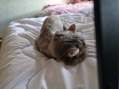 A medium shot captures a calico cat curled up and sleeping on a white comforter on a bed. The cat's head is tucked into its body, and its tail is visible, curled around its body. The comforter is wrinkled, with soft shadows indicating the contours of the bed beneath. In the background, a wall with a textured surface is visible, and behind that, a glimpse of colorful bedding, possibly pink and white floral patterns, suggests the presence of pillows or additional blankets. To the right of the frame, a dark, vertical object, likely a piece of furniture or a screen, partially obscures the scene. The lighting appears to be natural, possibly from a window, creating a soft, diffused illumination. The environment suggests a domestic setting, likely a bedroom. The scene does not contain any recognizable landmarks or elements that would specifically place it in the city of Raduvene, Bulgaria.