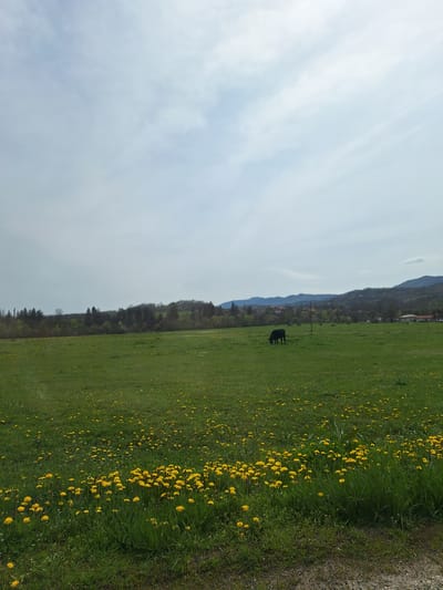 The image depicts a landscape scene, possibly located near Касапите, Bulgaria, although specific landmarks are not apparent. A green field dominates the foreground and midground, densely populated with yellow flowers. Two dark-colored, bovine animals are visible in the middle distance of the field. A line of trees forms a border further into the distance, with a mountainous region visible behind the trees. The sky occupies a significant portion of the left side of the image and appears partly cloudy. A dirt path is present at the extreme right edge of the image. The image orientation appears to be rotated counterclockwise.