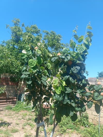 In a sun-drenched yard in Saray, Azerbaijan, a young persimmon tree stands proudly, bearing several nascent fruits. The tree's branches are laden with deep green, leathery leaves, some of which are unfurling new growth. The persimmons, round and pale orange, are scattered throughout the foliage, hinting at a future harvest.
Behind the persimmon tree, a mature tree with a dense canopy of lighter green leaves provides a lush backdrop. To the left, a weathered brick wall adds a rustic charm to the scene, hinting at the property's history. The ground is covered in dry soil and scattered patches of green weeds, suggesting a warm, dry climate.
The sky above is a brilliant, cloudless blue, indicating a clear, sunny day, likely during the late morning or early afternoon due to the bright light and distinct shadows. The overall atmosphere is one of tranquil, rural life, with the persimmon tree serving as the central focus of this idyllic setting. No people are visible, and no text is present in the image.
