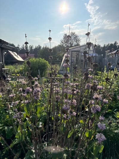 The image depicts a garden scene bathed in the warm glow of the sun, which is prominently featured in the upper left quadrant. In the foreground, several tall plants with delicate purple flowers and dried seed heads dominate the frame. These plants are supported by metal stakes, suggesting they are part of a cultivated garden. Behind the flowering plants, a greenhouse with a transparent roof and metal frame is visible, along with other garden structures and lush greenery. In the background, trees line the horizon, under a bright blue sky with scattered clouds. The overall impression is one of a tranquil, sunlit garden, likely located in a rural or suburban area. The specific location in the city of Solnechnyi, Russia, suggests a temperate climate, suitable for the growth of such flora. No people are visible in the image, and the focus is entirely on the natural elements and garden structures.
