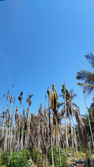 The image depicts a cluster of areca palm trees under a clear blue sky. Many of the trees appear dry and withered, with brown fronds hanging downwards. Some of the palms still have green foliage at their crowns. The ground is covered with greenery, including some broad-leafed plants and smaller trees. The bottom left corner of the image shows the text "Galaxy A05s," indicating the device used for capture, and the location is identified as Rambongpayong, Indonesia. The scene suggests a tropical environment experiencing dry conditions or the natural lifecycle of the palm trees. There are no people or animals visible in the image. The overall impression is one of natural landscape, with a focus on the palm trees.