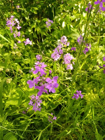 In Khorol, Ukraine, a close-up, slightly out-of-focus shot captures a dense patch of vibrant green foliage interspersed with numerous small, delicate purple flowers. The flowers, some blooming and others in bud, are scattered throughout the frame, appearing on thin, green stems. The overall impression is one of lush, natural growth, typical of a garden or uncultivated area in an urban setting. No people or specific man-made objects are visible, emphasizing the natural subject matter.