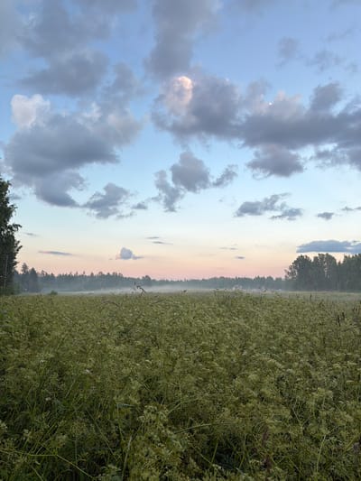An outdoor vertical shot depicts a field of tall, green vegetation under a sky with scattered clouds. The sky transitions from a pale blue at the top to soft pink and yellow hues near the horizon. A line of trees forms a dark silhouette against the lighter sky in the distance. The foreground is filled with dense, overgrown plants, some with small white flowers. A faint mist or fog hangs low over the distant treeline, obscuring details of what lies beyond. The overall impression is a natural, serene landscape at dawn or dusk. The location is specified as Грузино-3 Снт, Russia.