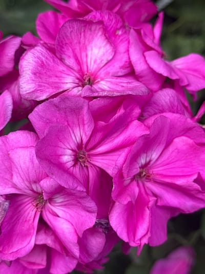 The image is a close-up, high-angle shot of several vibrant fuchsia-colored geranium flowers. The petals are delicate and show signs of light texture and subtle color variations, with some appearing lighter or having faint dark lines radiating from the center. The flowers are clustered together, creating a sense of depth and fullness. The background is a dark, blurred green, suggesting foliage, which makes the bright pink flowers stand out. There are no people or animals visible in the image, and no specific man-made objects are identifiable. The scene is an outdoor natural setting, likely a garden or park. The location of this image is not specified as being in the city of Bad Endorf, Germany.