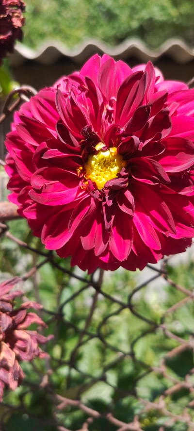 A close-up, eye-level, vertical shot features a vibrant, deep pink dahlia flower in full bloom. The flower's center is a bright, sunny yellow, and its petals are layered and slightly curled, creating a rich texture. The dahlia is positioned in the foreground, partially obscured by a rusty chain-link fence. The fence's diamond-shaped openings reveal a blurred background of green foliage, suggesting an outdoor environment. To the left of the dahlia, a dried, darker pink flower with wilting petals is also visible, adding a contrasting element of decay. The lighting appears to be natural sunlight, casting subtle shadows and highlighting the flower's luminous colors. The scene suggests a garden or yard setting, likely in a residential area within Sanobod, Tajikistan, given the presence of common fencing materials and garden flora.
