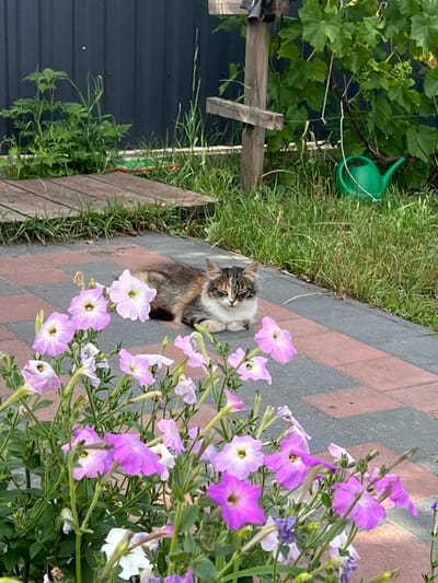In the city of Sobishchytsi, Ukraine, a calico cat with closed eyes rests on a paved walkway made of red and grey bricks. The cat is situated in front of a flower bed containing numerous pink and purple petunias in bloom. To the left of the cat, a wooden pathway runs alongside a patch of green grass and weeds. In the background, a dark wooden fence runs horizontally, with green foliage visible above and to the right. A wooden post with a crossbeam and a green watering can are also present in the background, nestled amongst the grass and vegetation.
